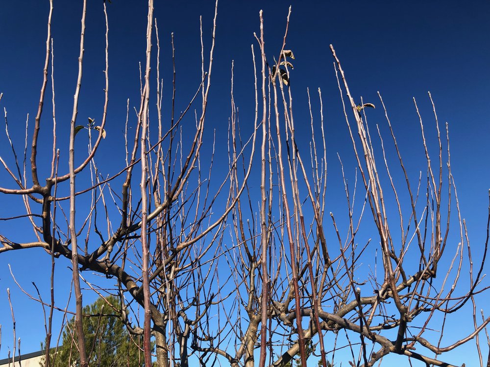 Apples desperate to be pruned.