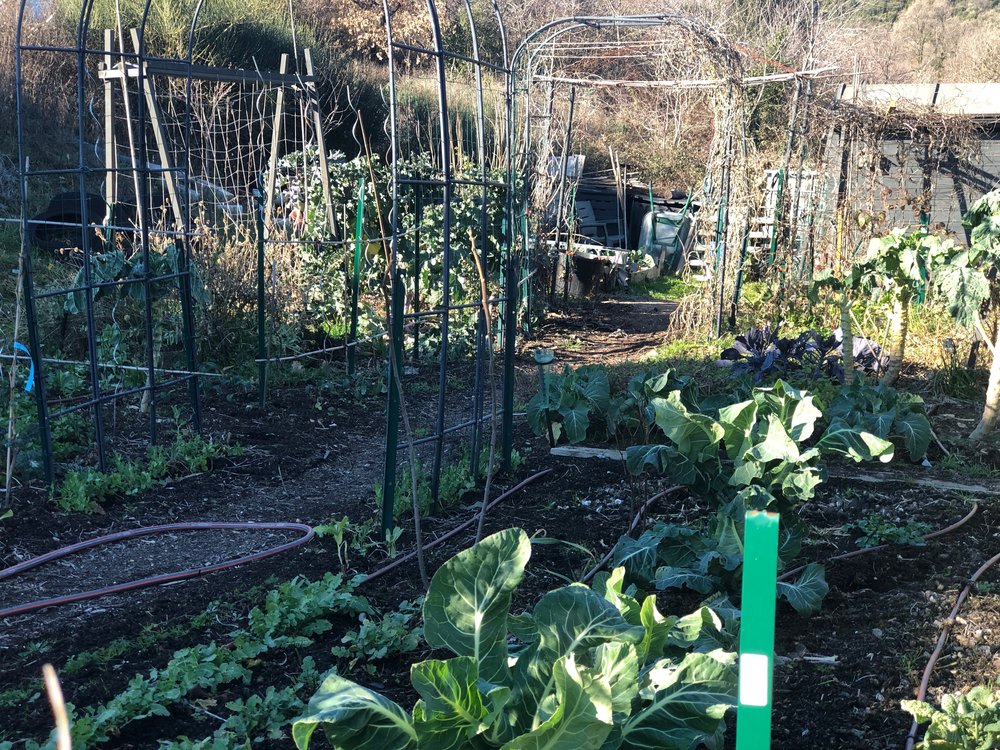 Potager awaiting spring tidy up.