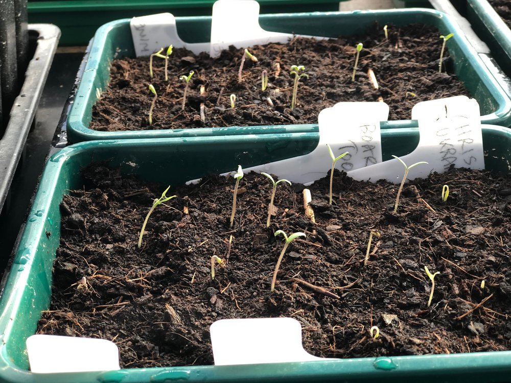 Tomatoes for the greenhouse raised bed