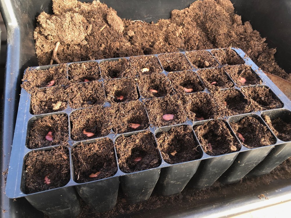 Broad and field beans being sown.