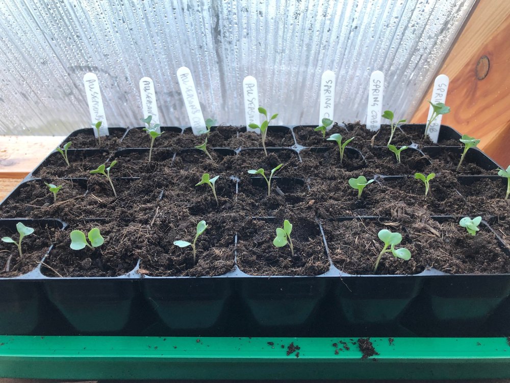 Brassicas pricked out at the cotyledon stage