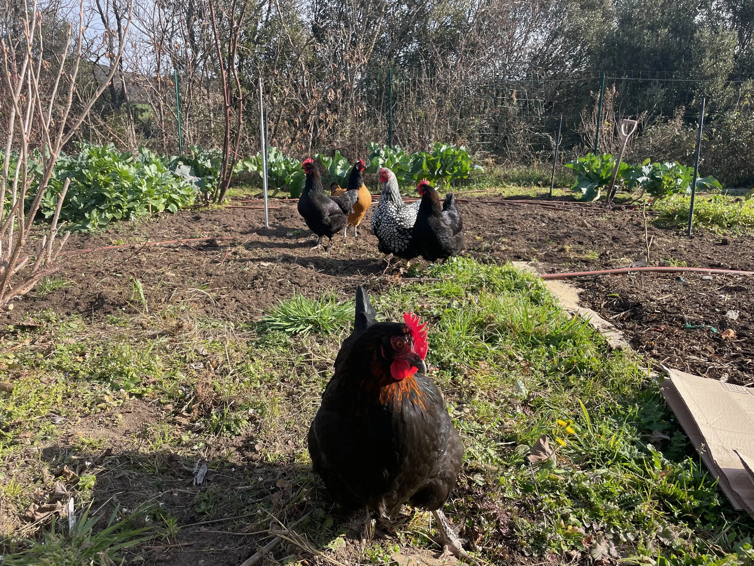 6/2/24 - Apprentice under-gardeners.