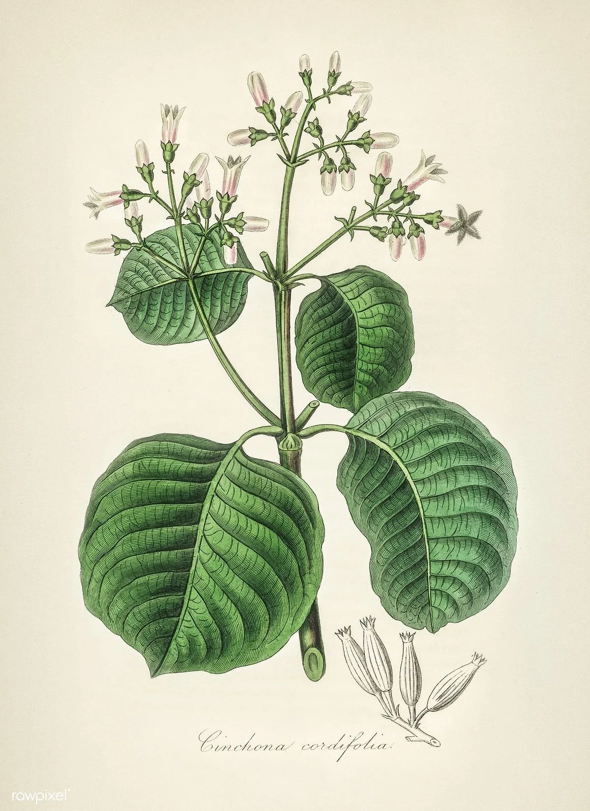 Plantas | 2. Cinchona, a ferramenta do imperialismo