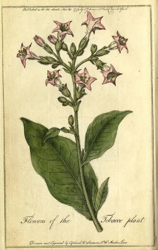 Plantas | 3. Tabaco, a planta que viciou a Humanidade