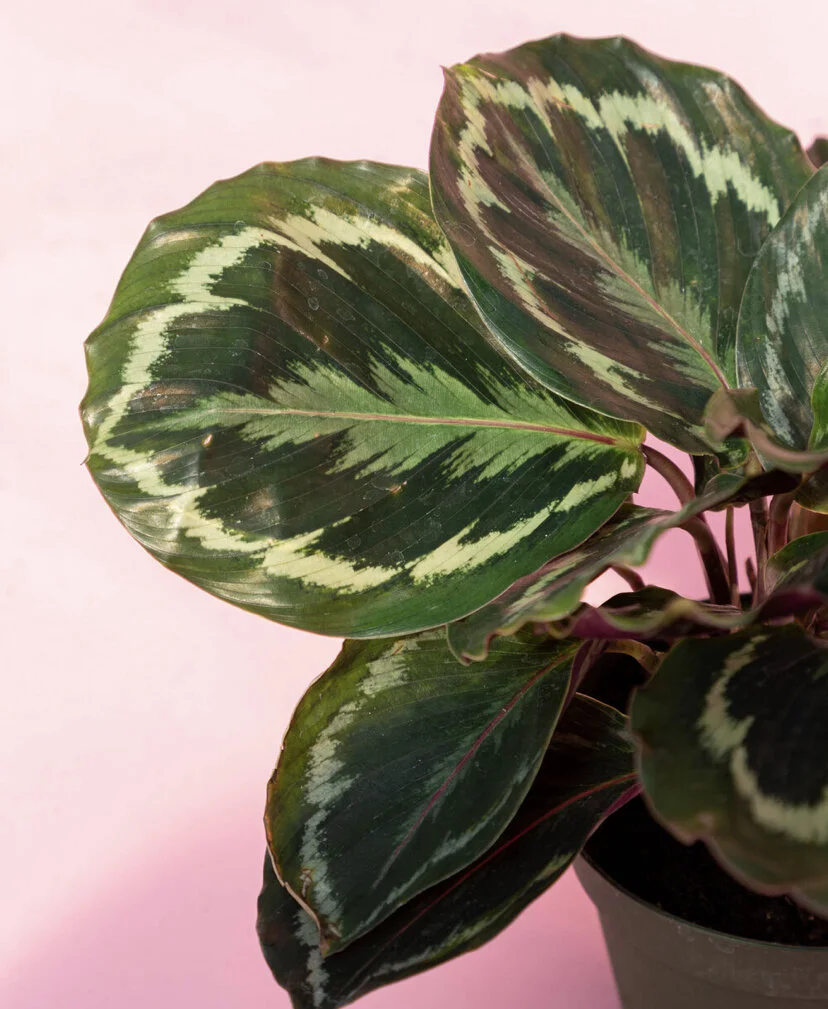 indoor plant plante verte concept store lausanne fleuriste