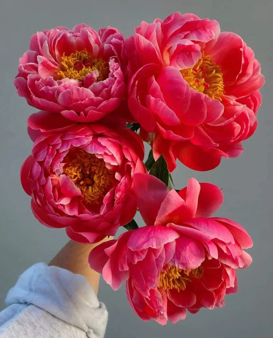 pivoine corail.jpg