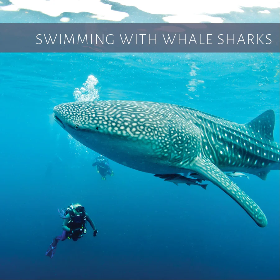 Insights on Swimming with Sharks!