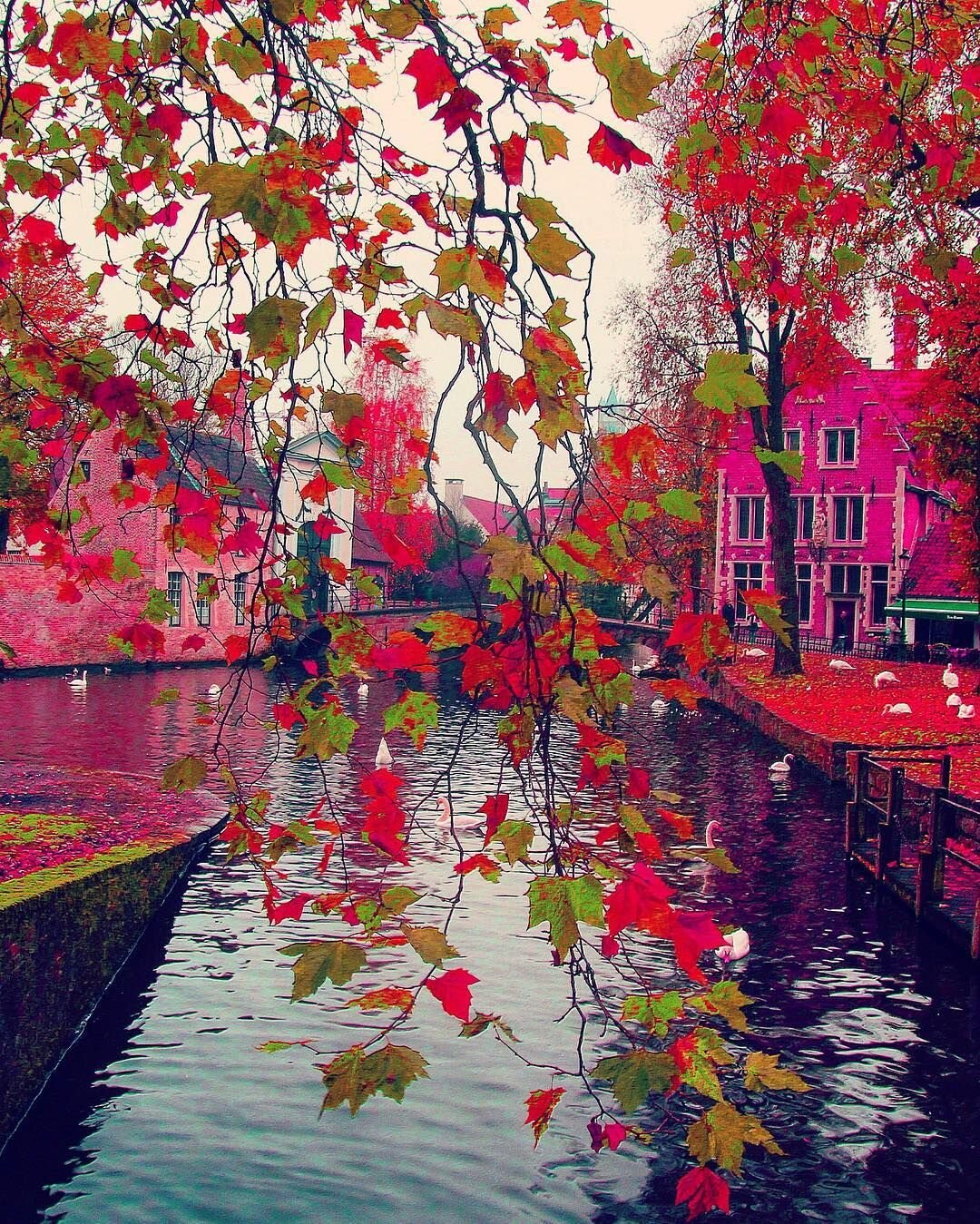 Bruges in Fall.jpg