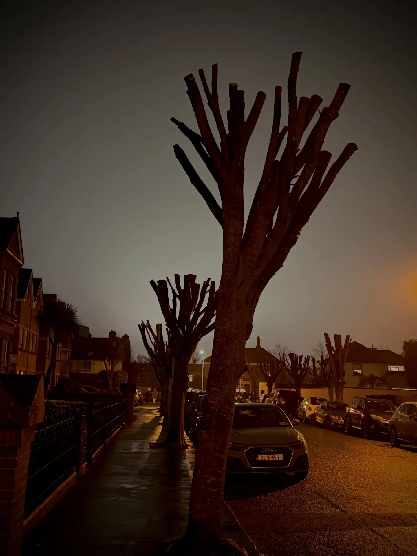 The Joshua trees of Victoria Road, in (what used to be leafy Clontarf) Don&rsquo;t worry, it&rsquo;s good for them. So I&rsquo;m told. Thanks Bono!!! ffs