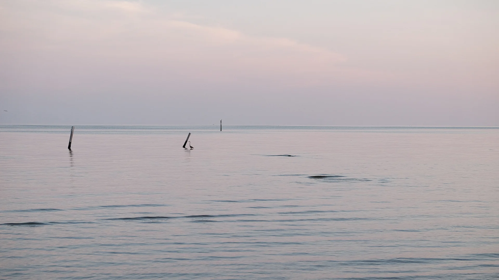 JRH Photo Bird at Sea.jpg