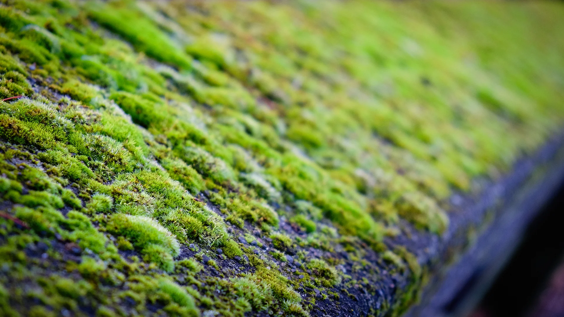 JRH Mossy Rail.jpg