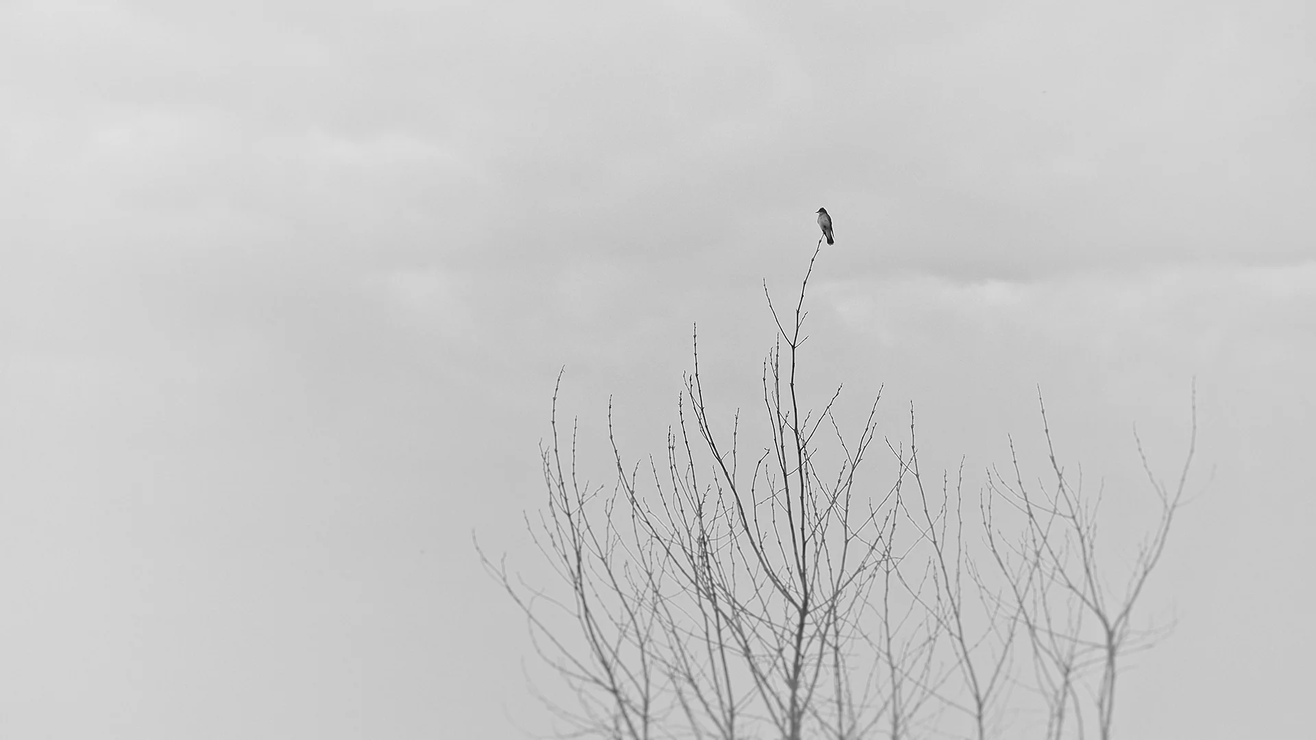 JRH Photo Bird on a Wire.jpg