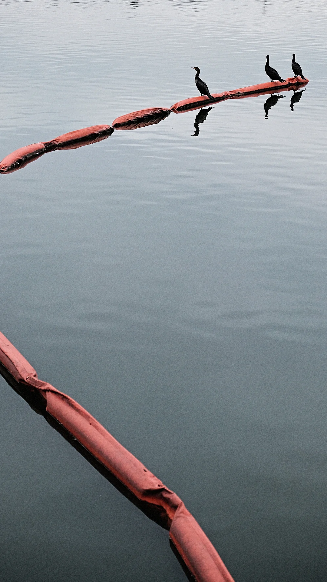 JRH PHoto Bird Floats.jpg