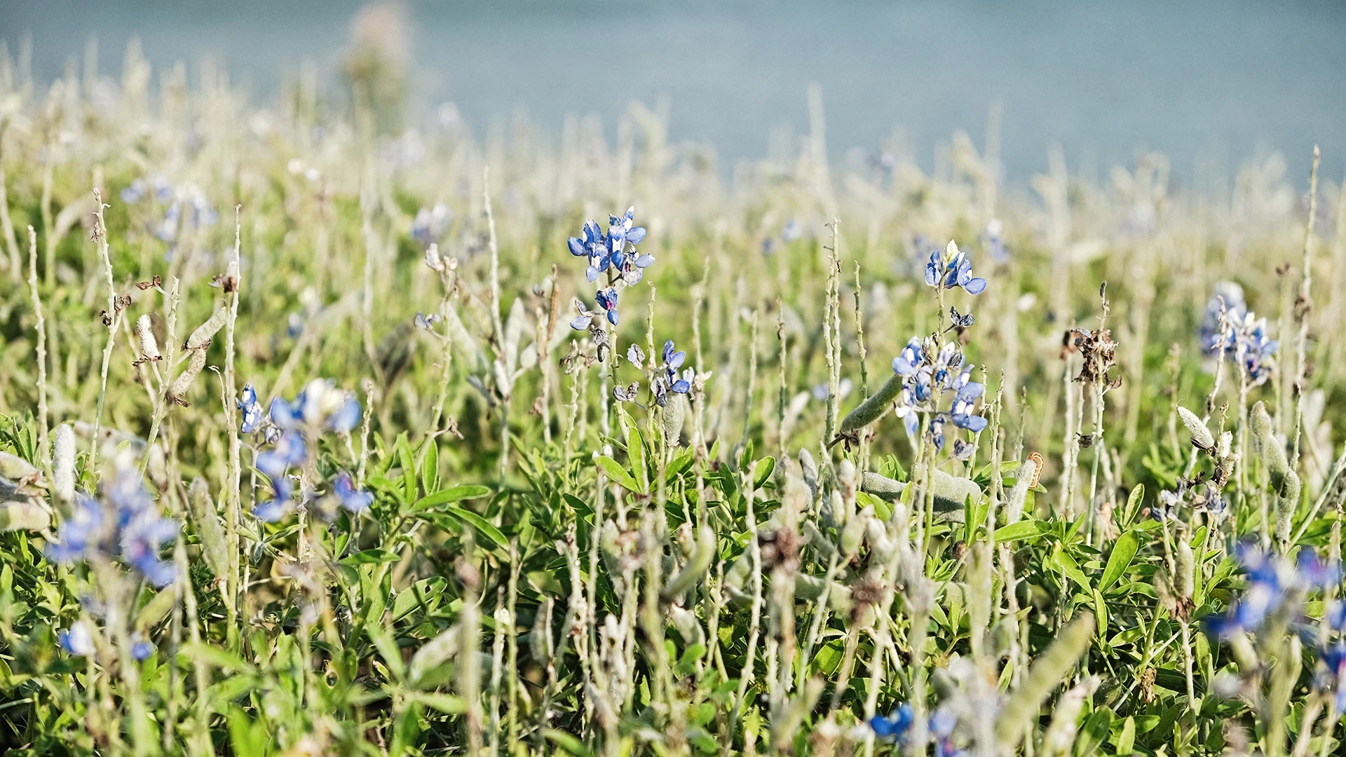 JRH Photo Bluebonnet Liars.jpg
