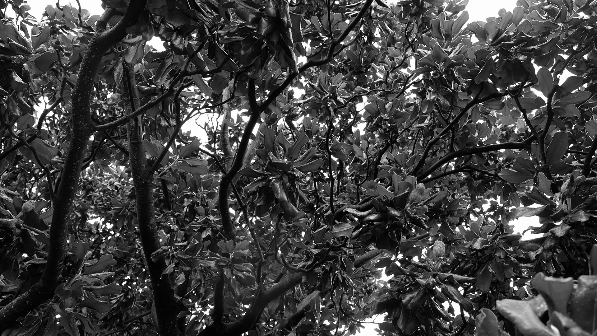 JRH Photo Magnolia Tree Lettuce.jpg
