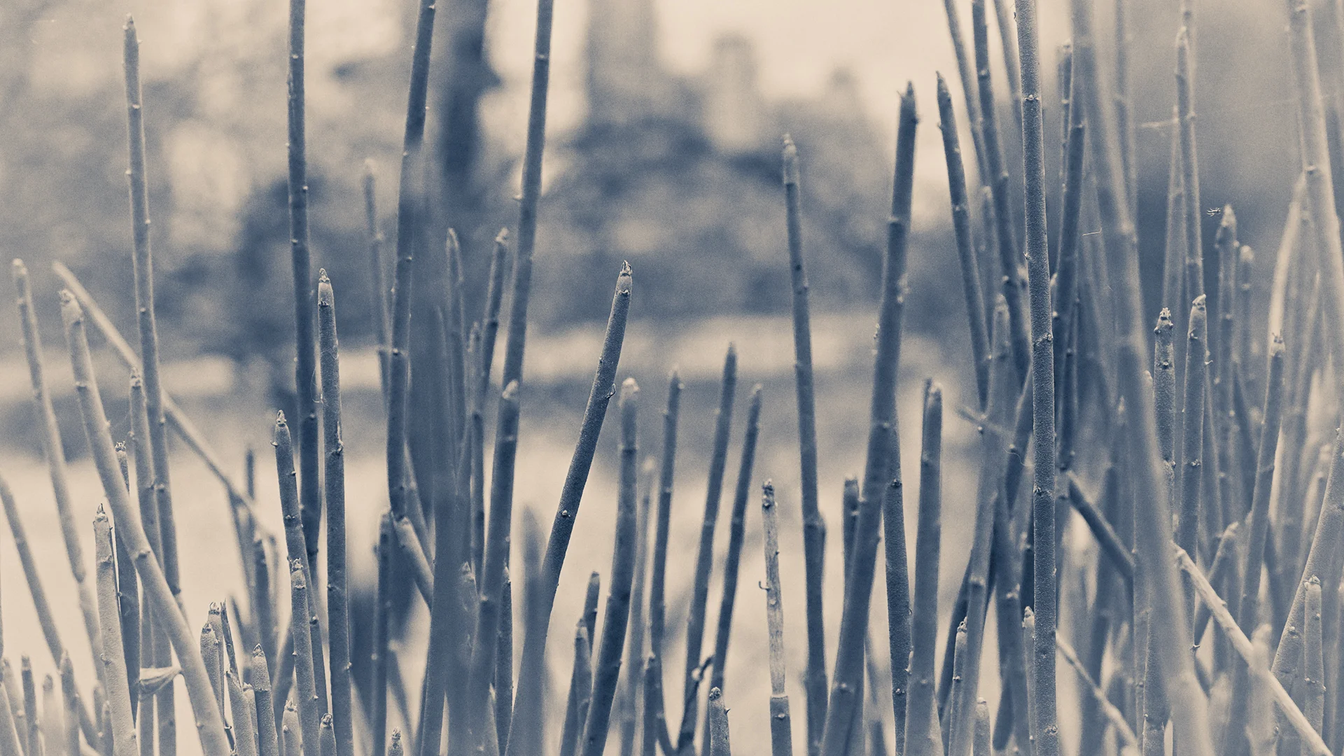 JRH Photo Natures Memory.jpg