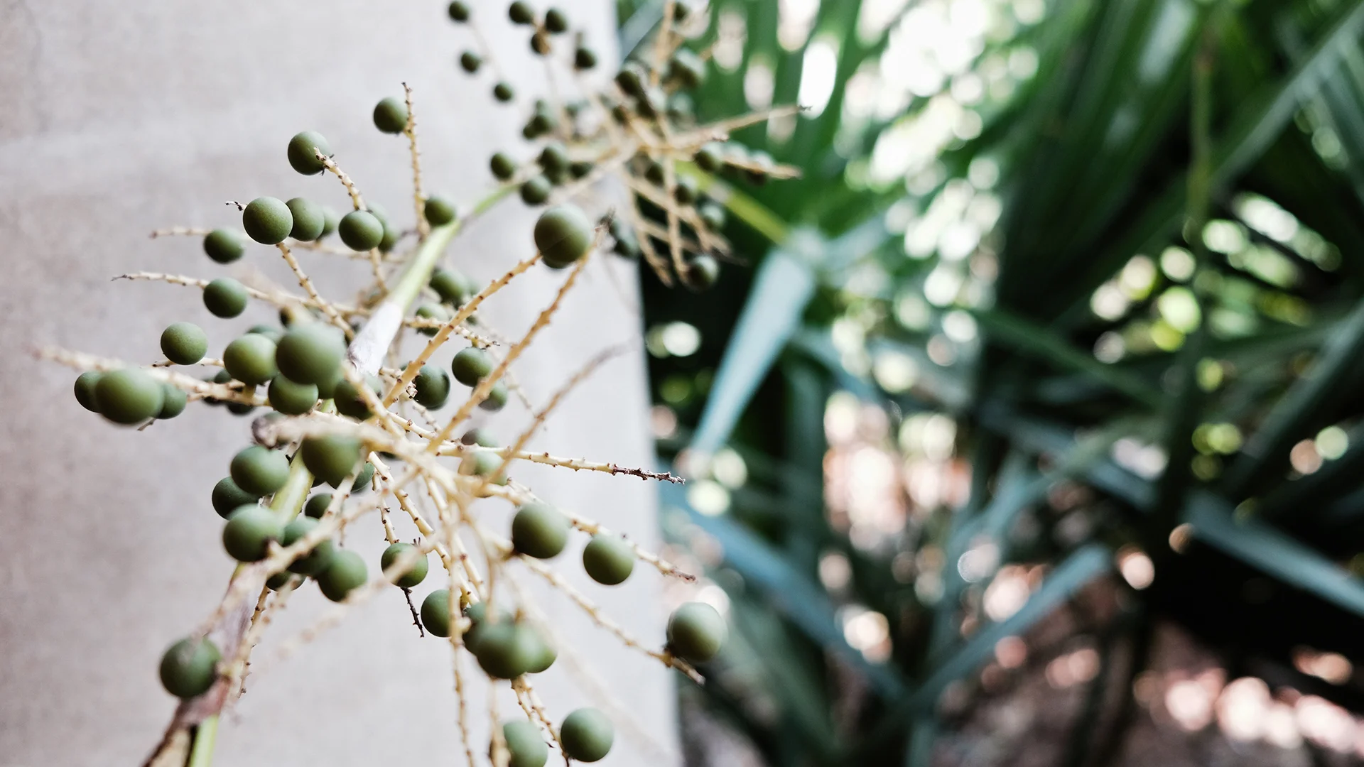 JRH Photo Plant Balls.jpg