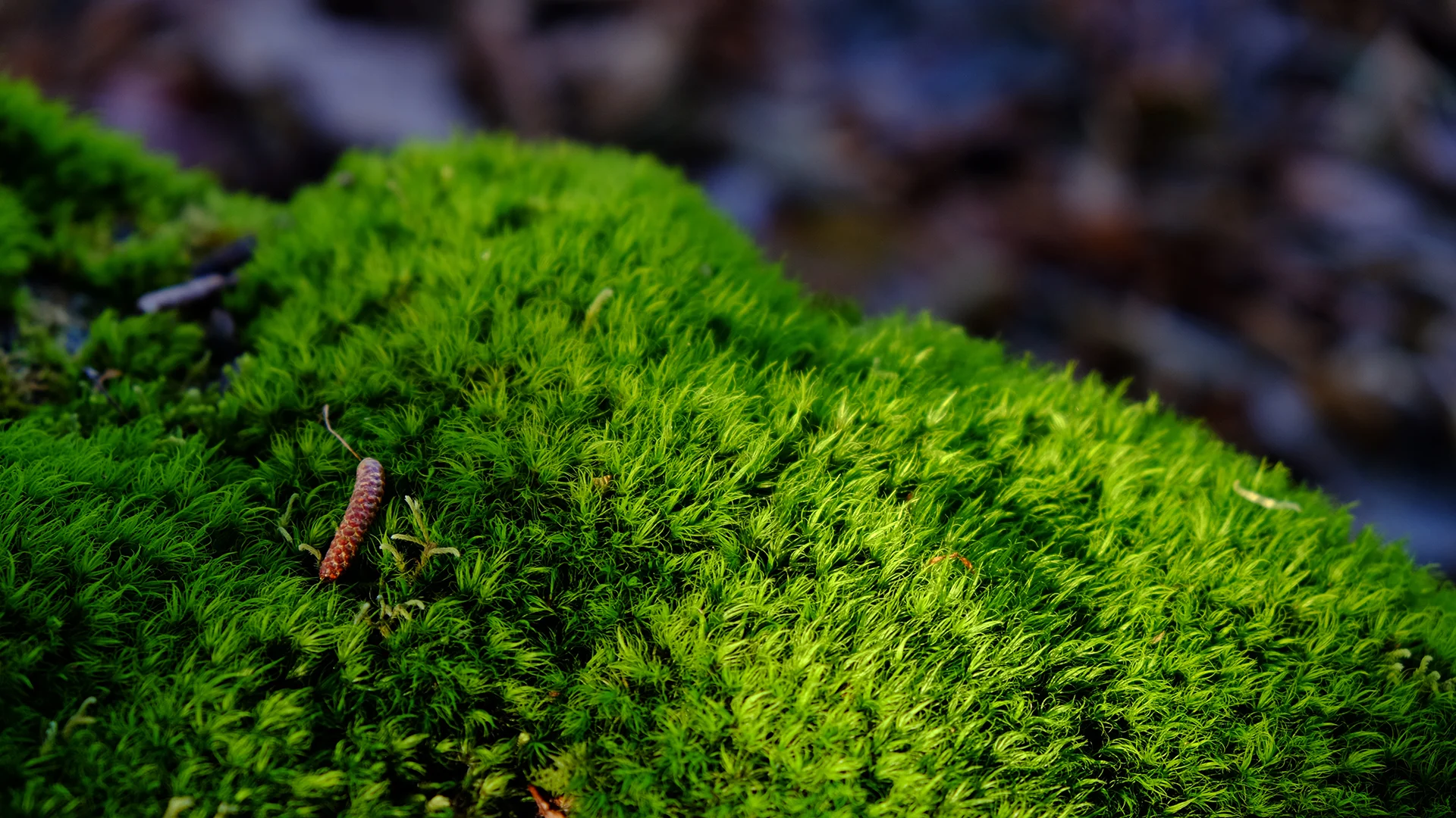 JHR Photo Moss on Peak.jpg