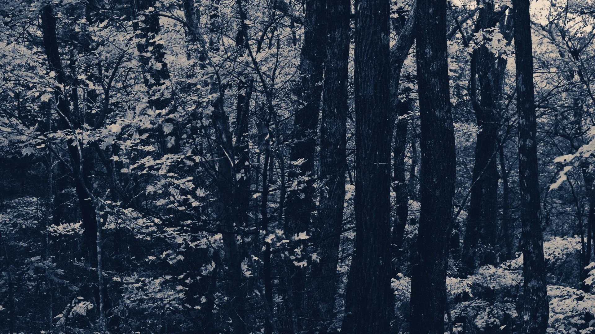 JRH Photo Freeman Trail.jpg