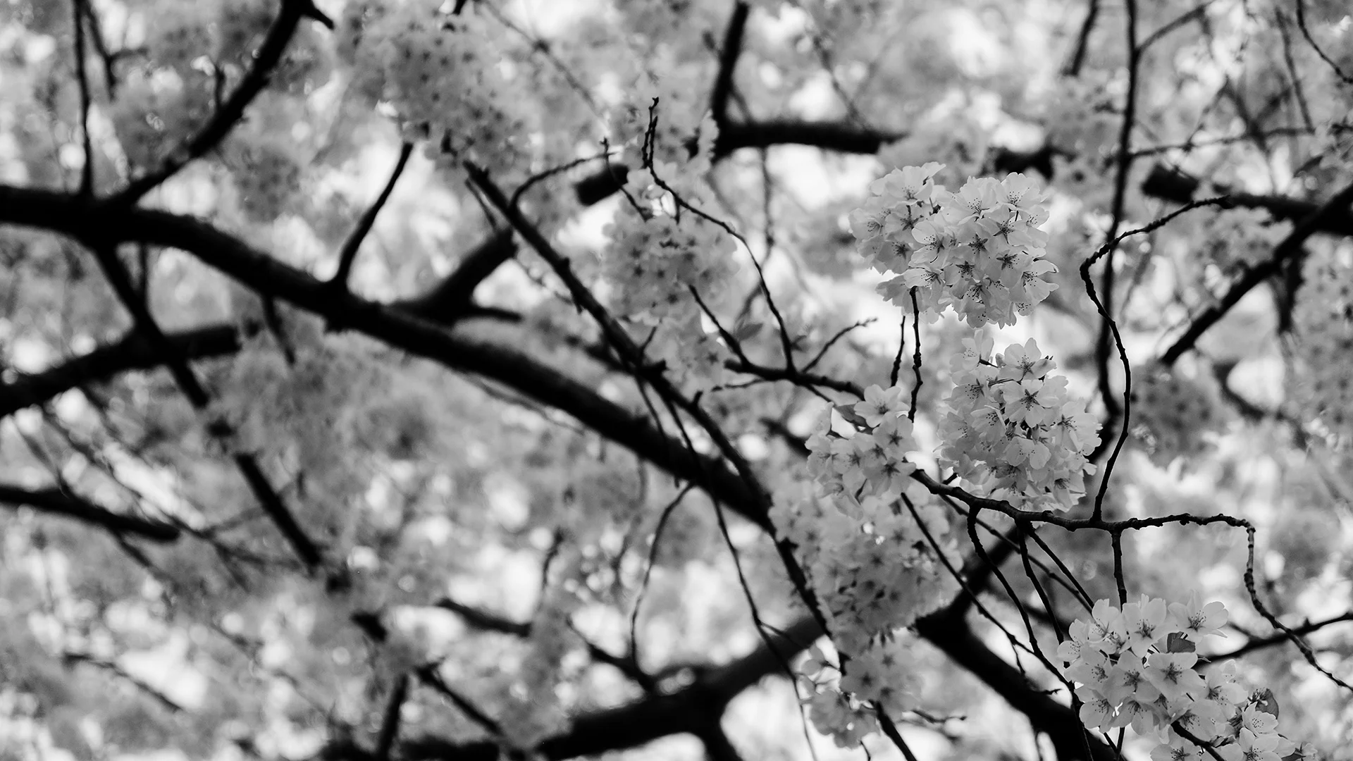 JRH Photo Grant Park Trees.jpg