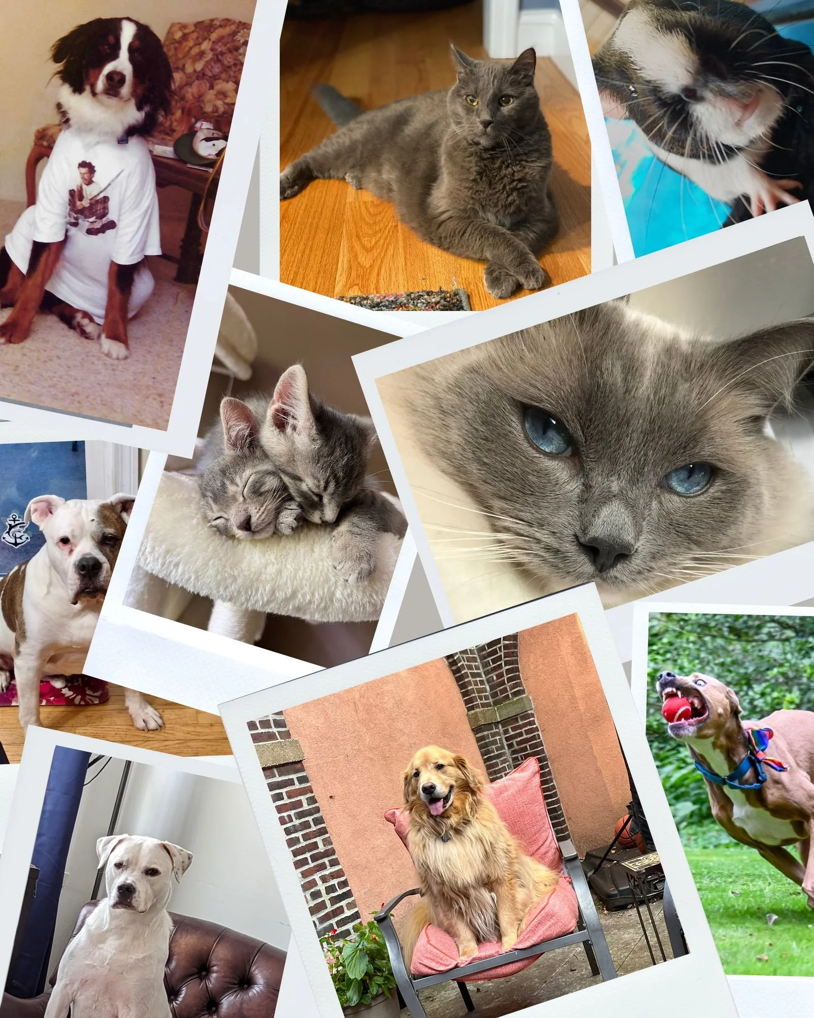 Our pet photo contest is happening now! 📸🐾We want to see your favorite photos of your furry best friends! Photos will be collected now through March 17th via the link below. Photos will be displayed at the end of the month and voting begins in APRI