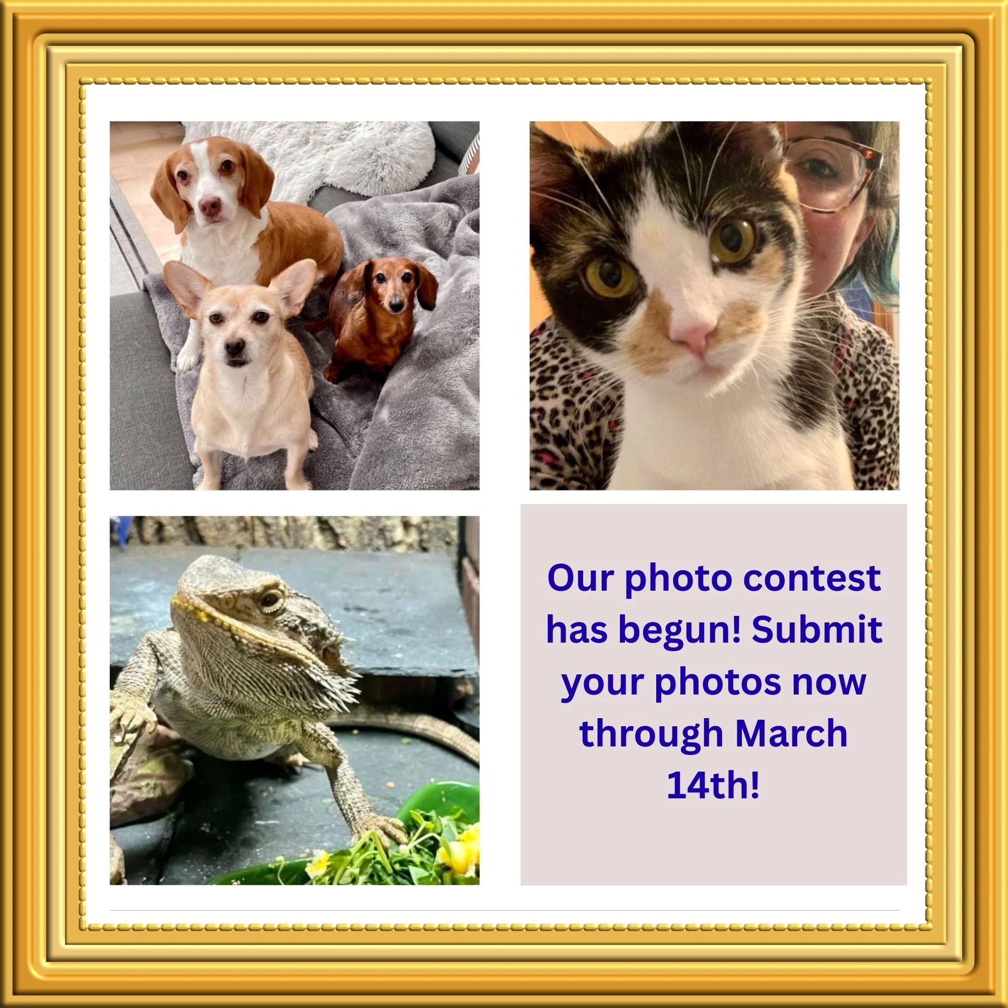 It's time to submit your best pet photos for our PHOTO CONTEST! 📸🐾We want to see your favorite photos of your furry best friends! Photos will be collected now through March 14th through the link below. Photos will be displayed at the end of the mon