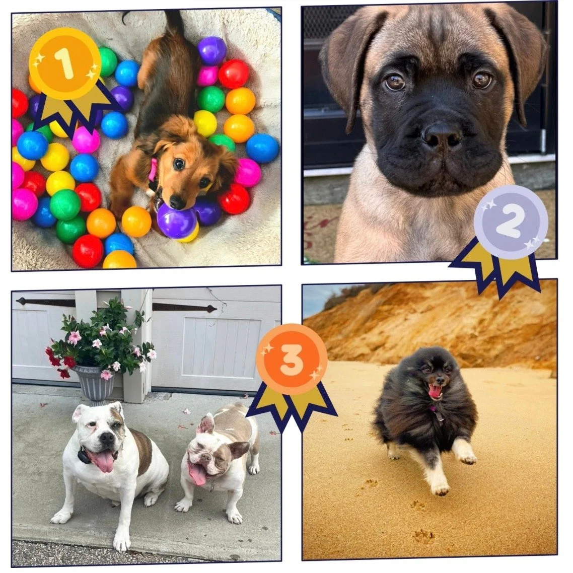 Congrats to our April photo contest winners! First place went to "Donut", the cutie in the ball pit, by a landslide! Second place went to the adorable "Gus" with those great puppy eyes! Third place was a TIE between best friends &