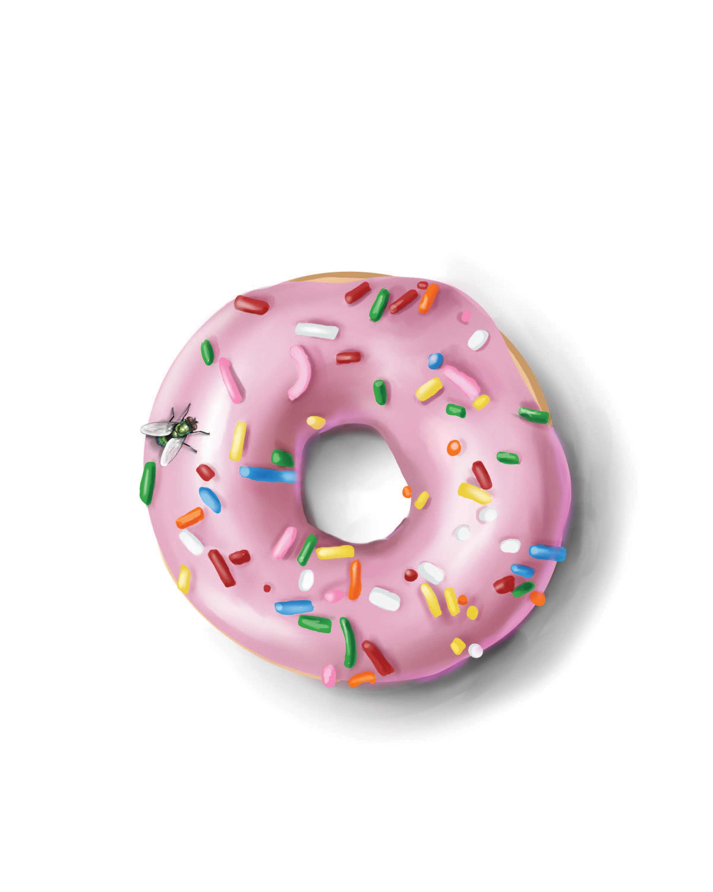 The fly & the donut 