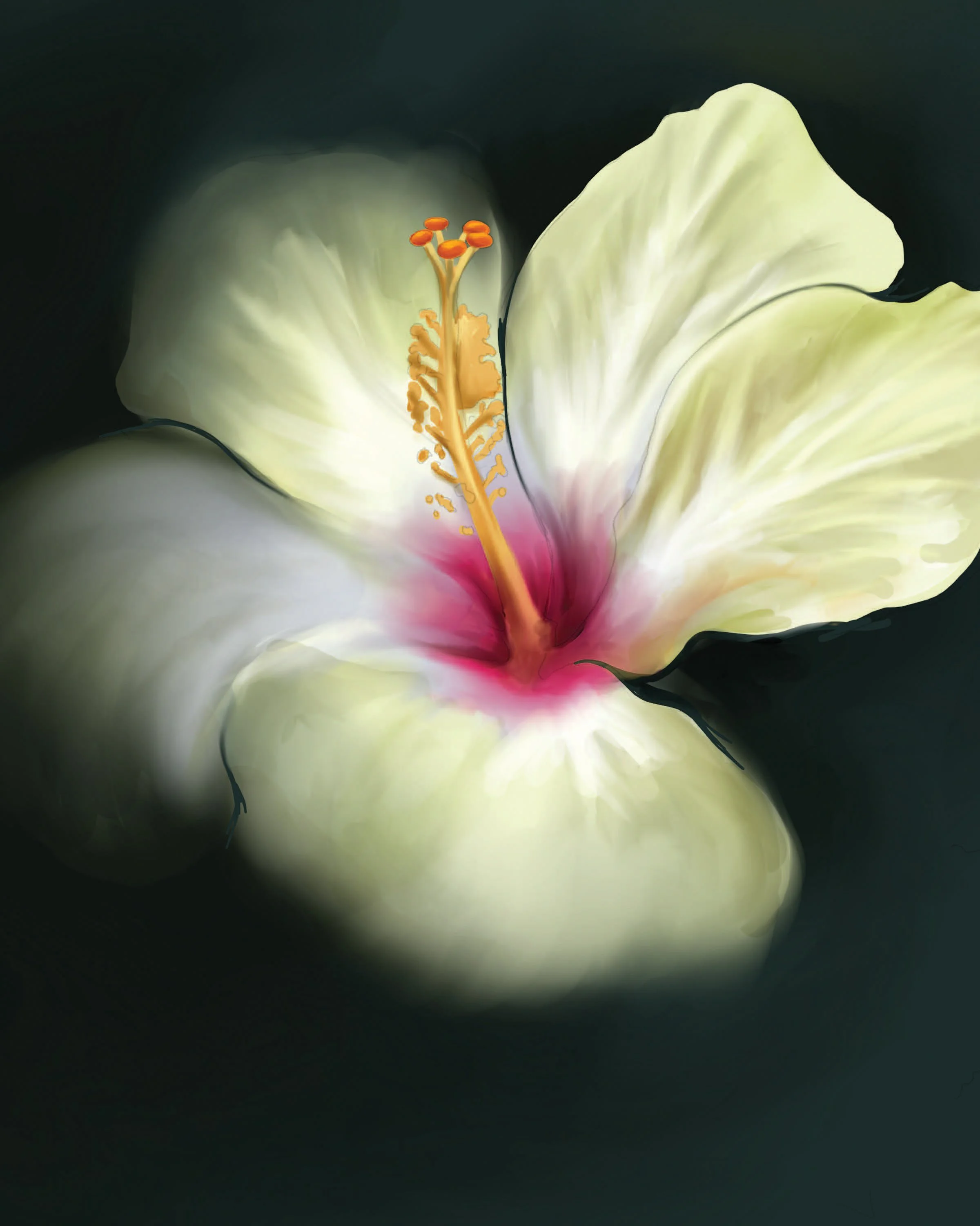hibiscus