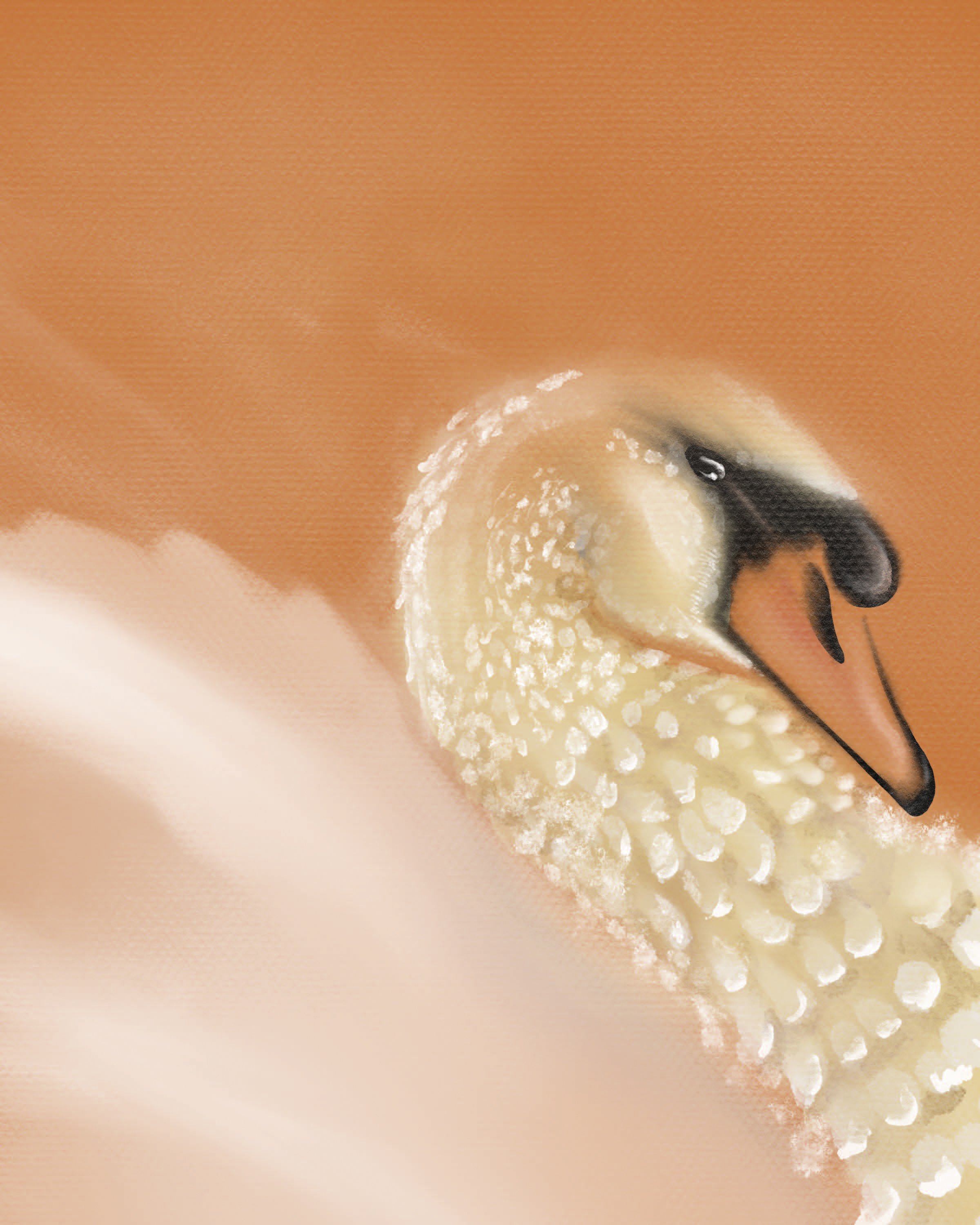 swan
