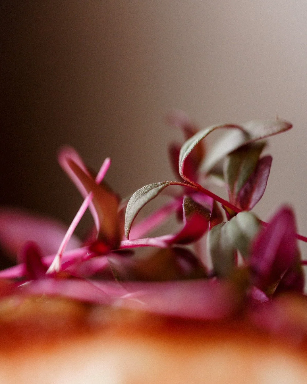 Poisson du March&eacute; | pan-seared fish of the day, squash, Brussels sprouts, grenobloise sauce⁠
⁠
Close-ups of the details. Crisp seared Brussels sprouts. The smooth sweetness of the squash pur&eacute;e. The delicate fish with a perfect sear for 