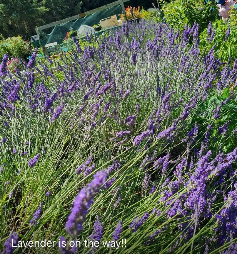 Just got this from Mary she is harvesting the lavender on her allotment in the morning. &ldquo;The weather is perfect for it and the bees are loving the lavender too.  When I harvest I always leave some for them too&rdquo; 🐝 🐝 🤗❤️🦔