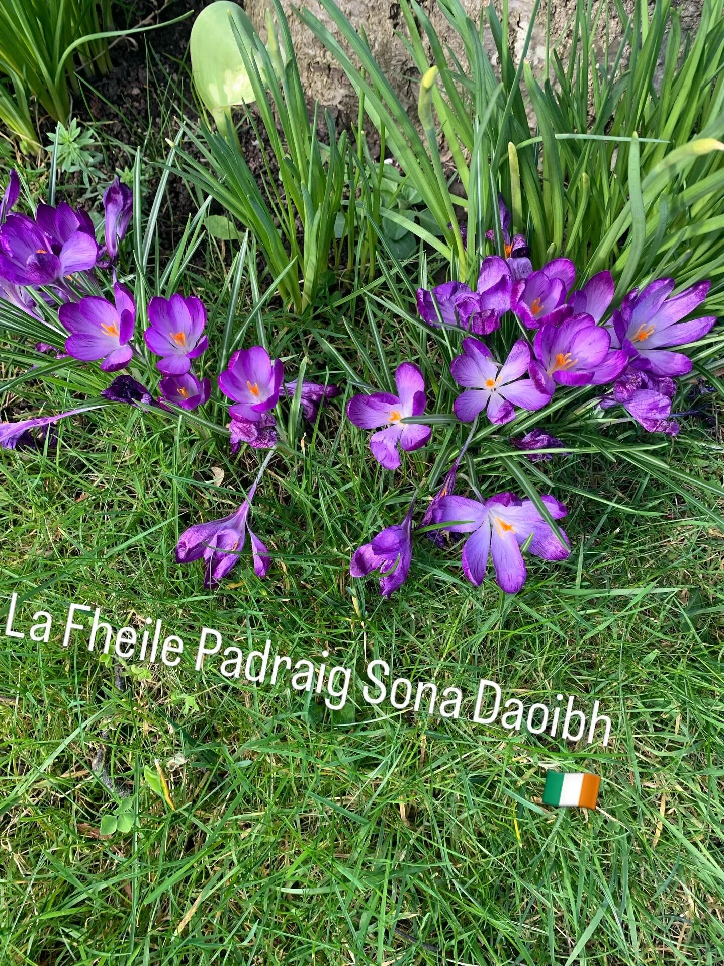 La Fheile Padraig Sona Daoibh 🇮🇪 #madelocal