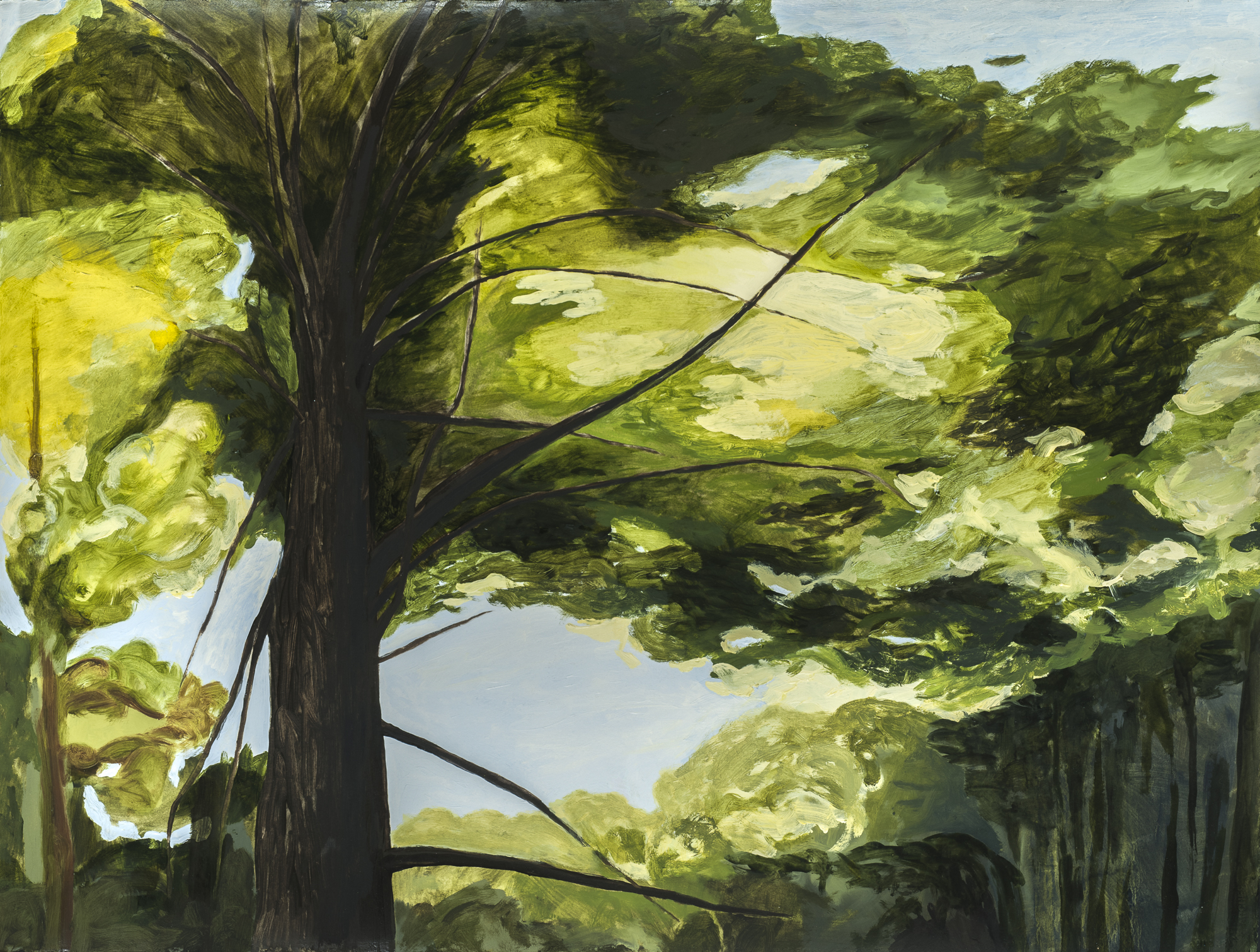 Light in the Canopy, Muir Woods, II, 2015, O/Paper, 30” x 22”