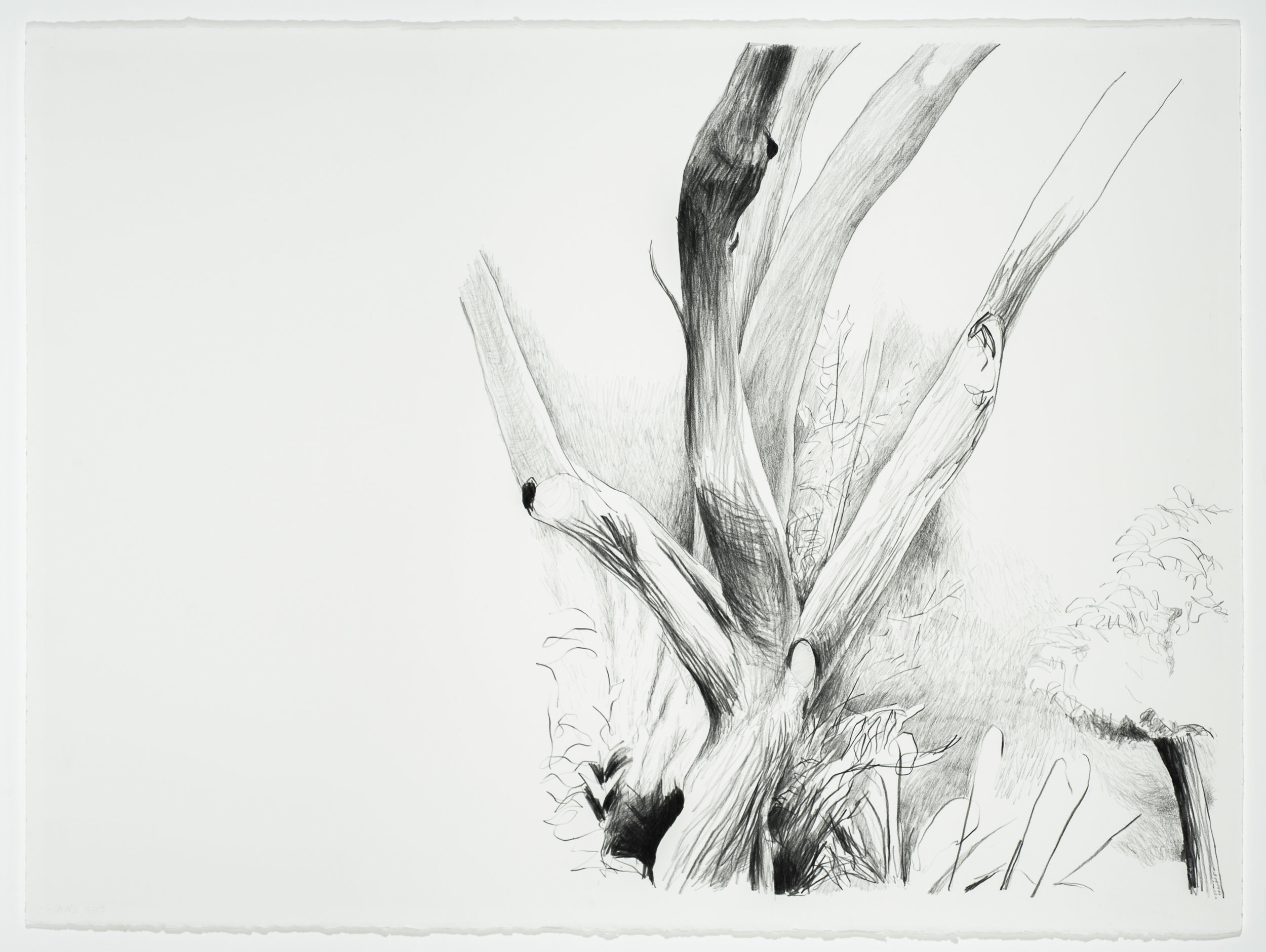 Bare Branches, 2013, Graphite/Paper, 22” x 30”