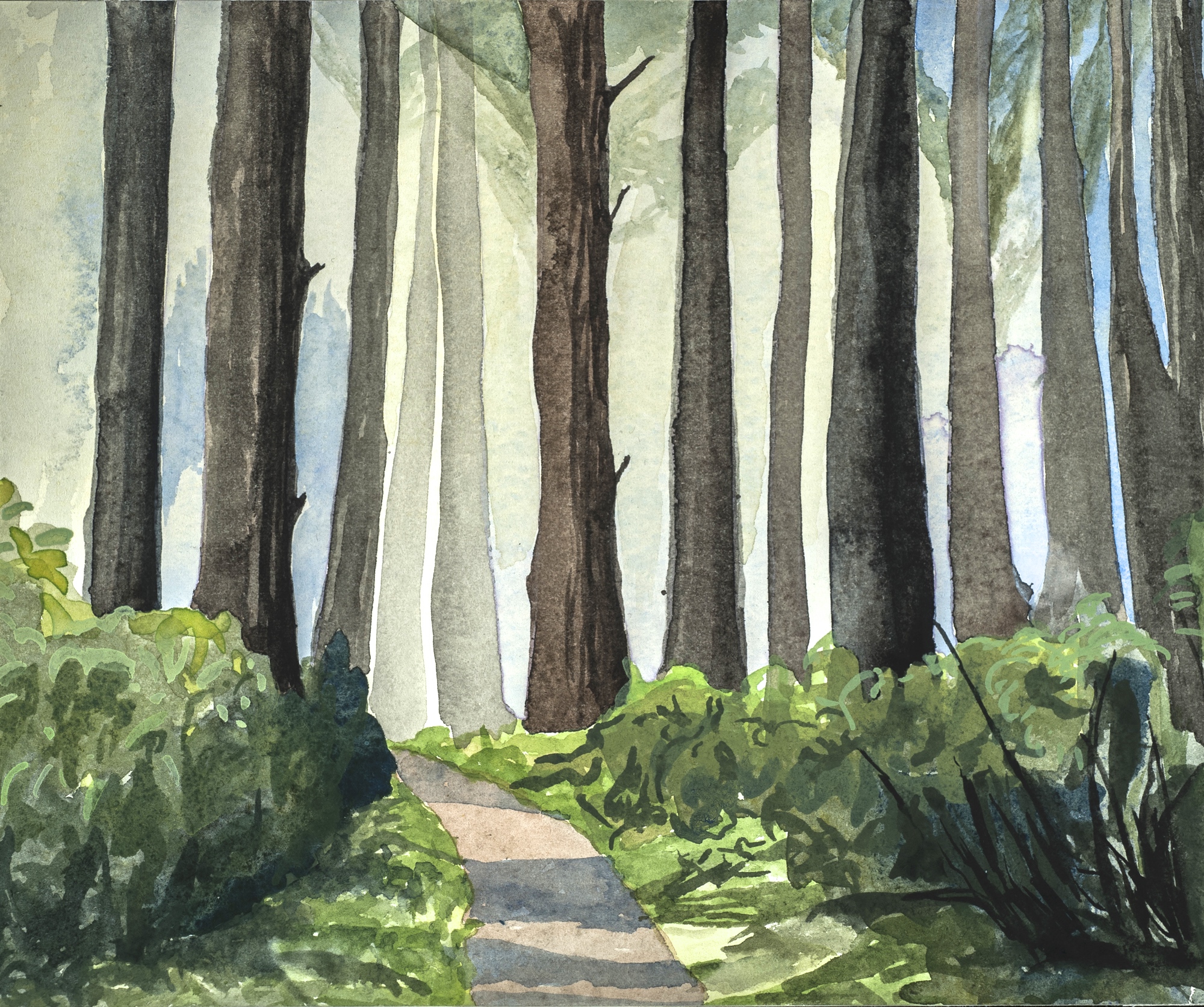 Morning Light in the Trees , Point Reyes, III, W/C, 7” x 9”