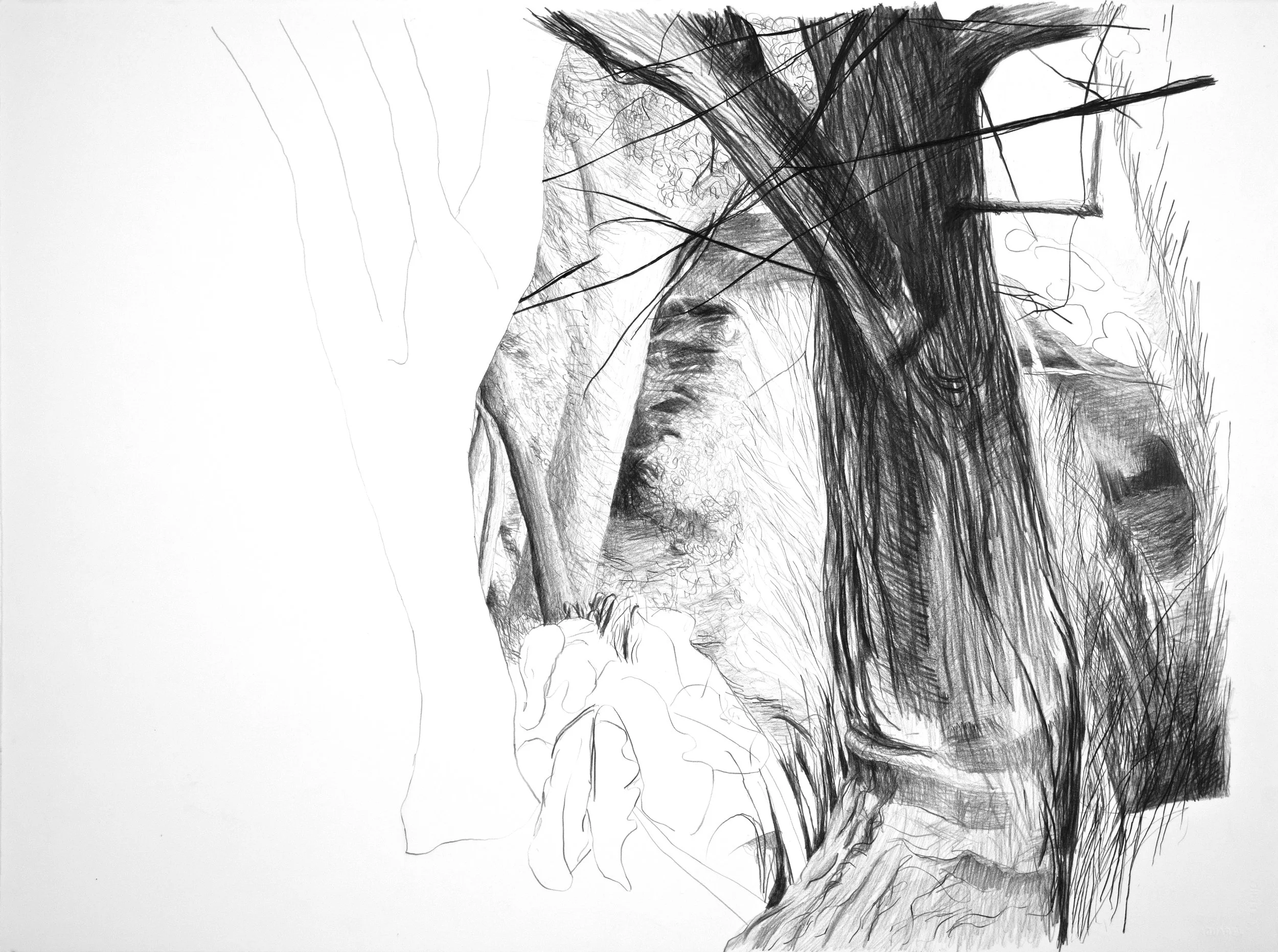 Trunk and Branches, 2013, Graphite/Paper, 22” x 30”