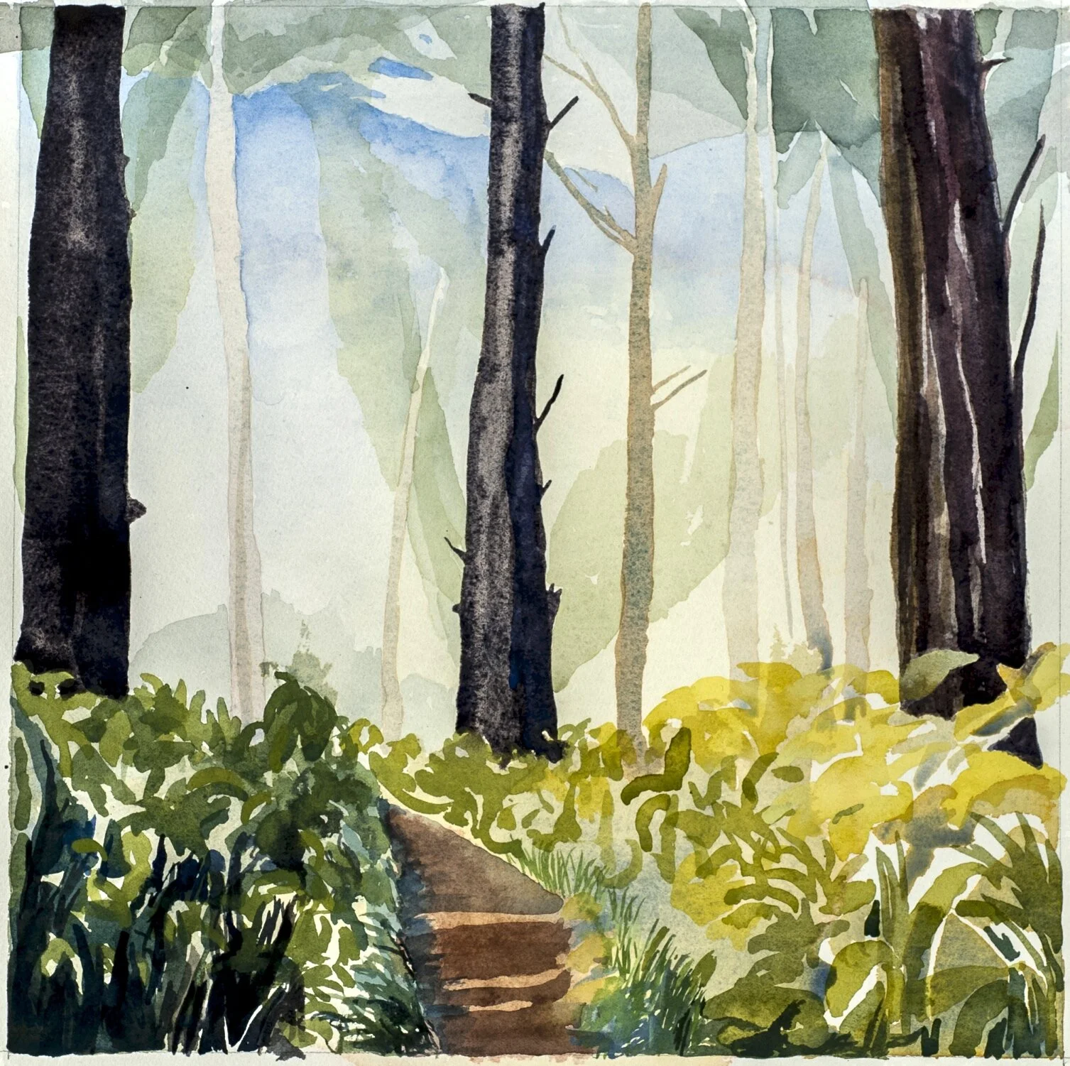   Morning Light in the Trees, Point Reyes, I ,  2016, Watercolor, 12” x 12” (sold) 