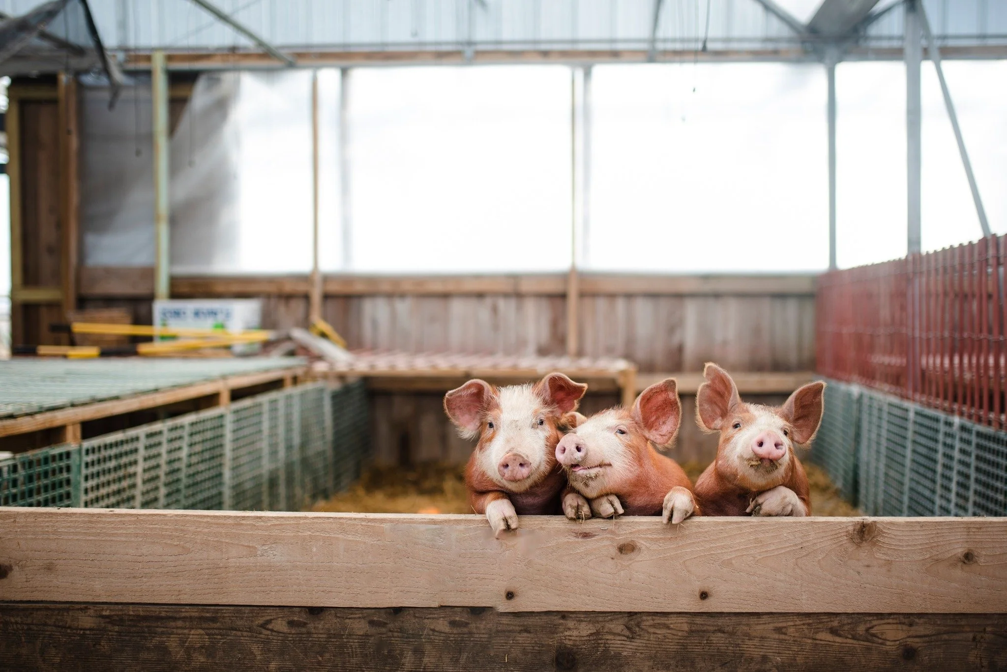 babypigs.jpg