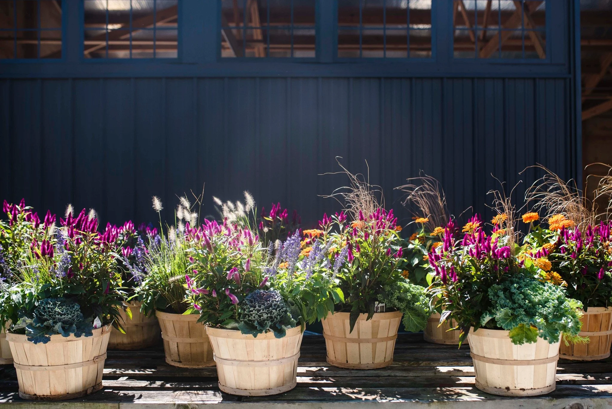 fall_plantars.jpg