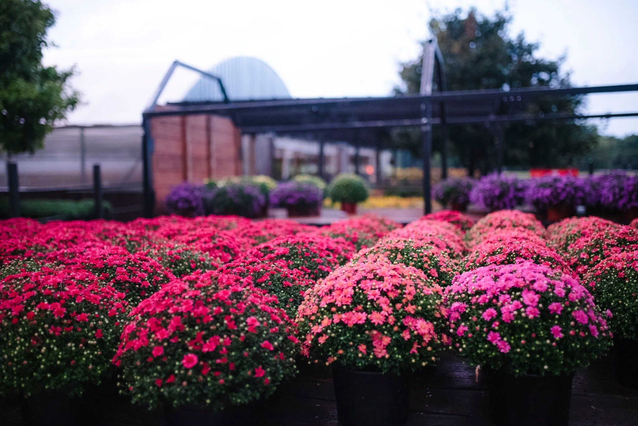 falls_mums.jpg