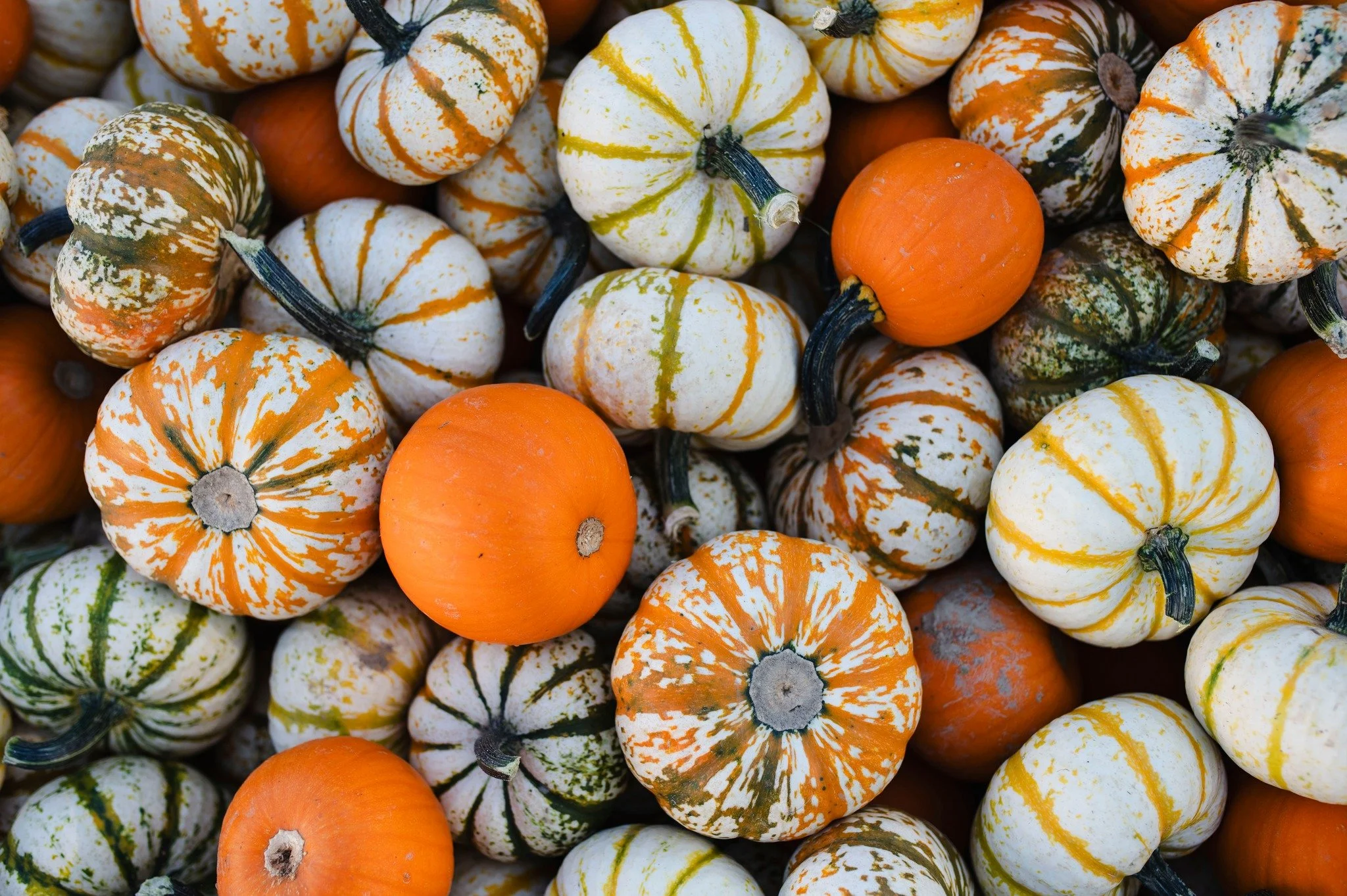 minipumpkins.jpg