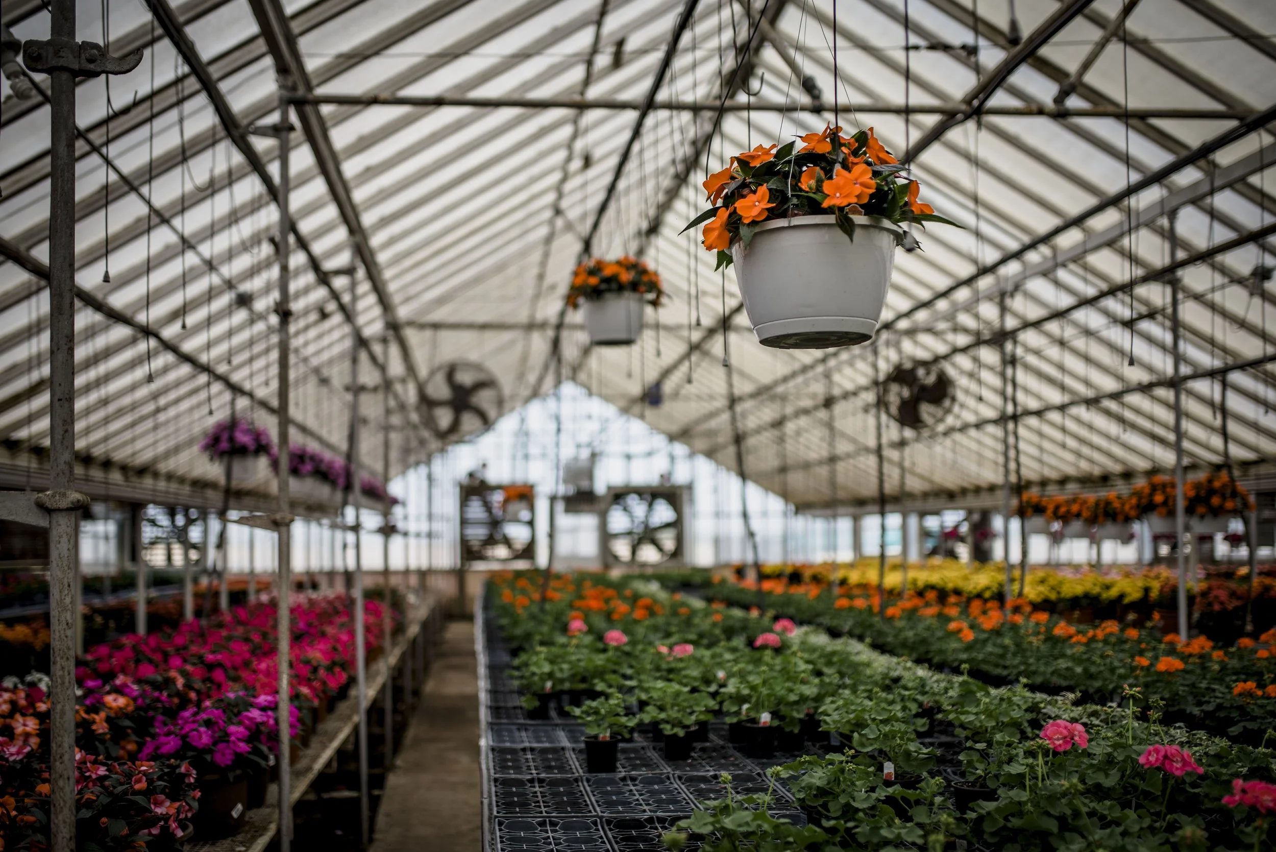 SPRING_DETOUR — Benoit Greenhouses