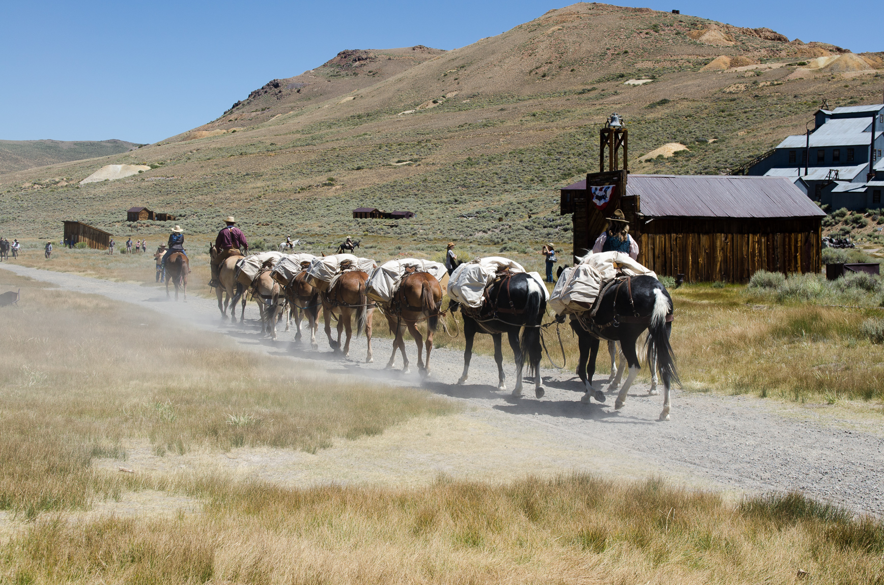 Mules at Bodie day's - CA 2016