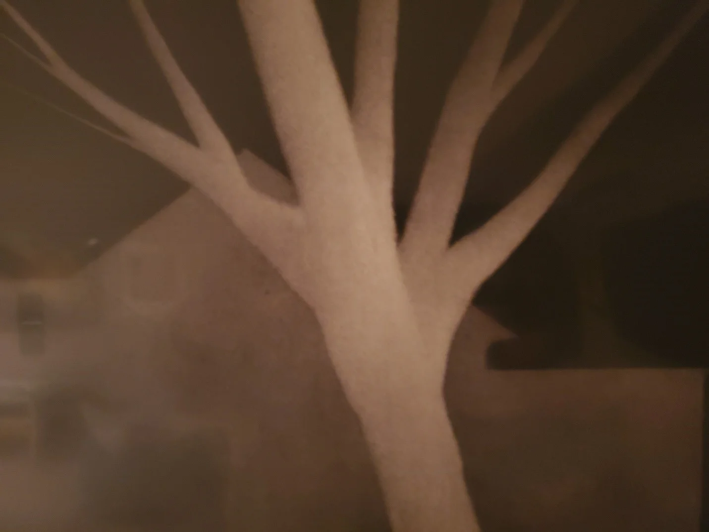 Tree.jpg