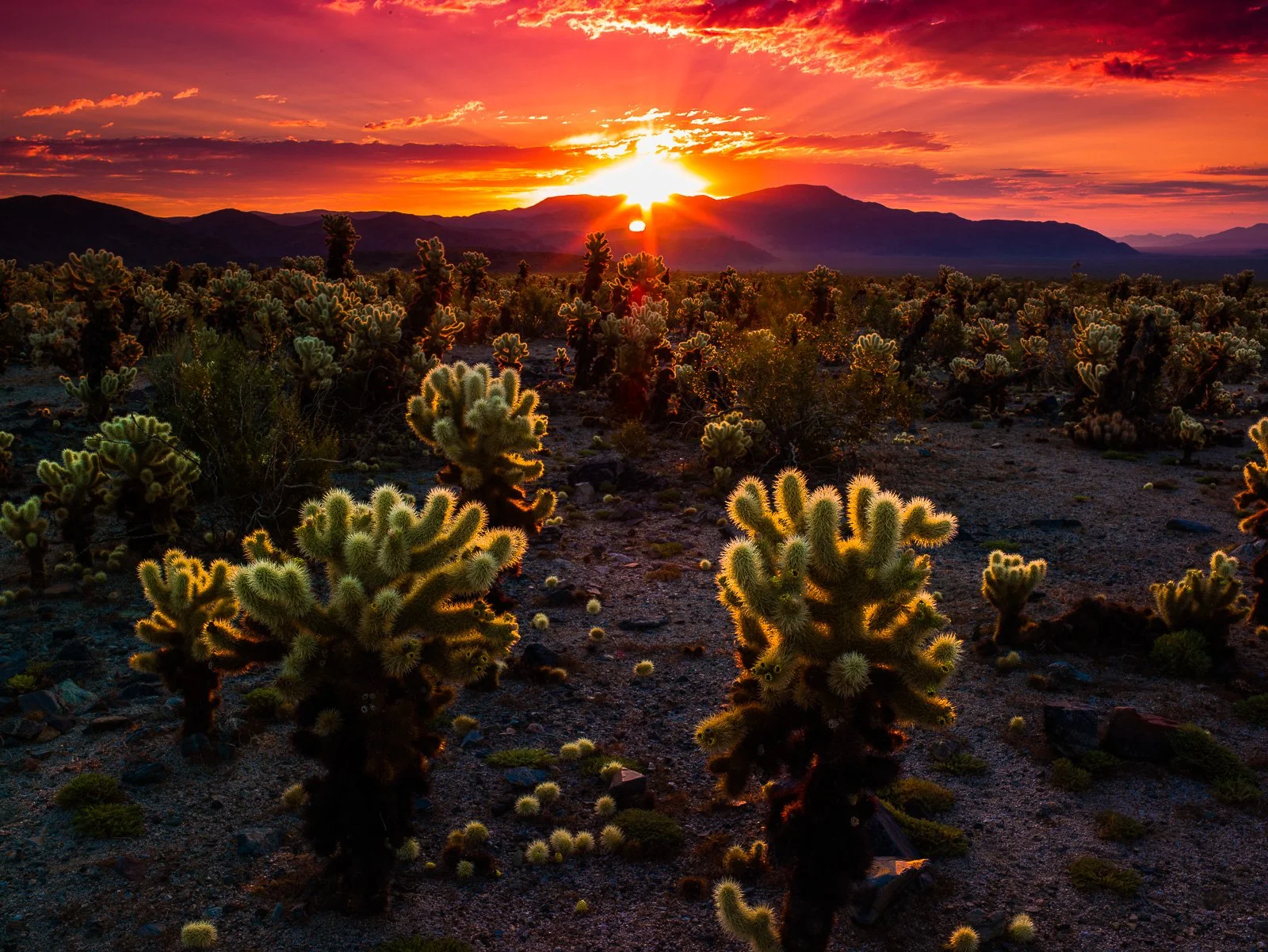 Free Yourself (Joshua Tree, CA) (Copy)