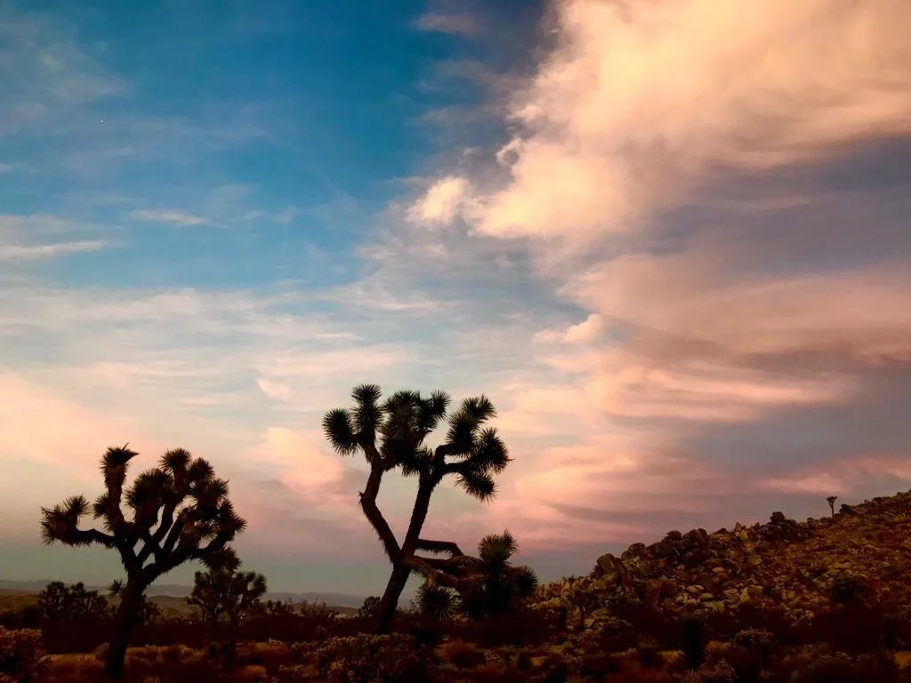 Free Yourself (Joshua Tree, CA) 