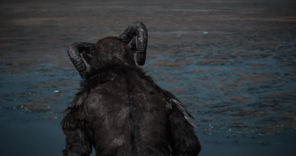 animal.jpeg