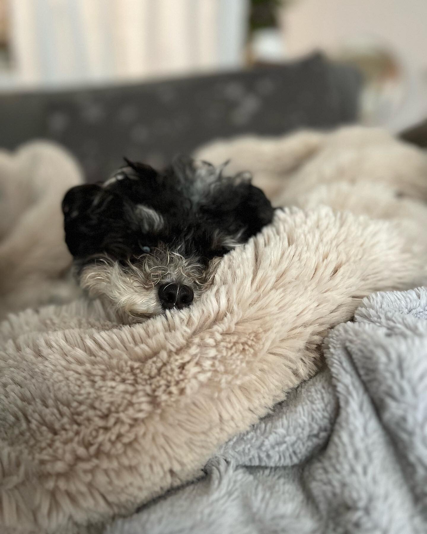 Cozy fur baby ❤️ 

#cozy #furbabylove #spoileddogs #havaneselove