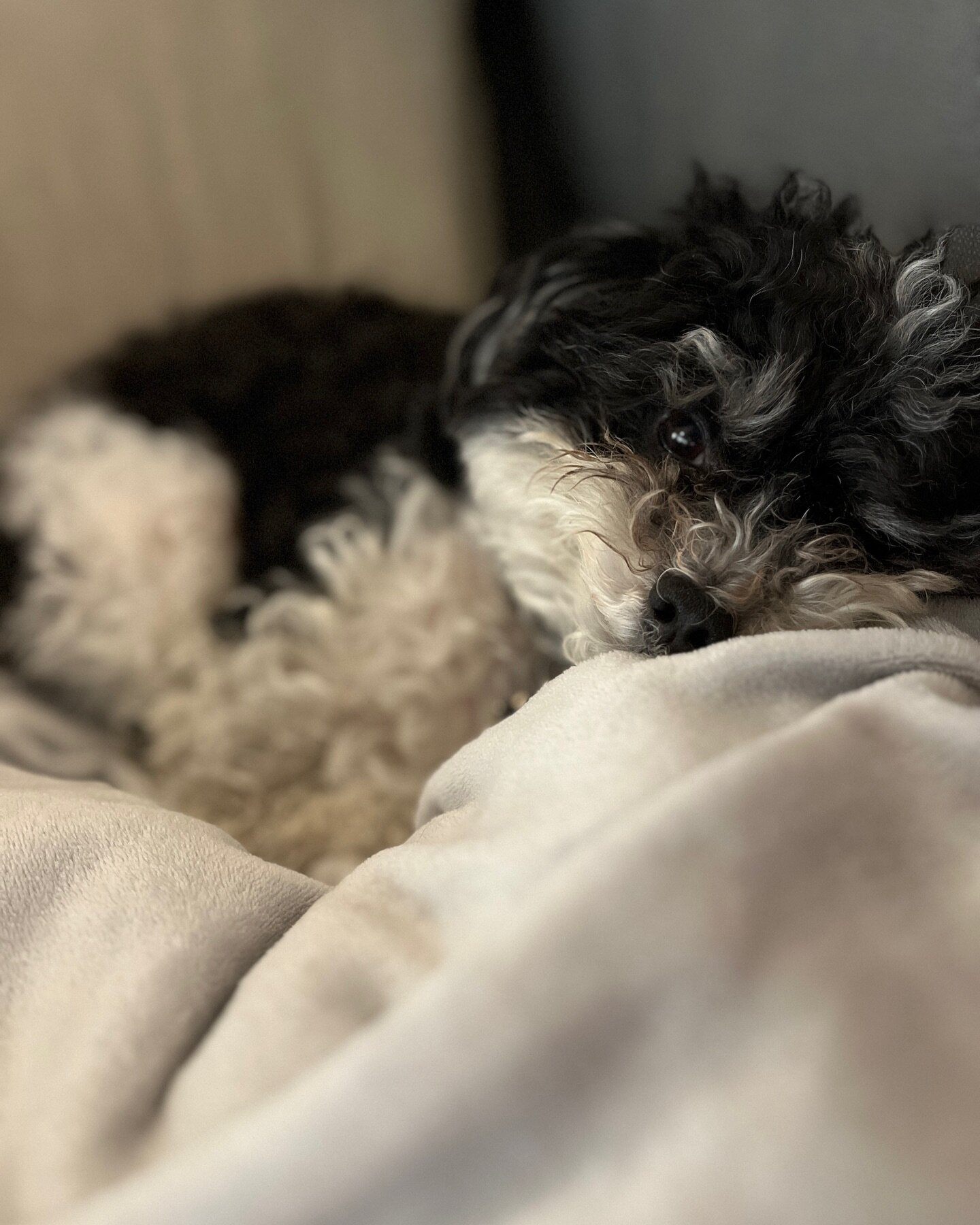 It&rsquo;s hard to be a cute little pup 

Happy Friday!

#dogsandbooks #havaneselove #mylittledog #happyfridayeveryone